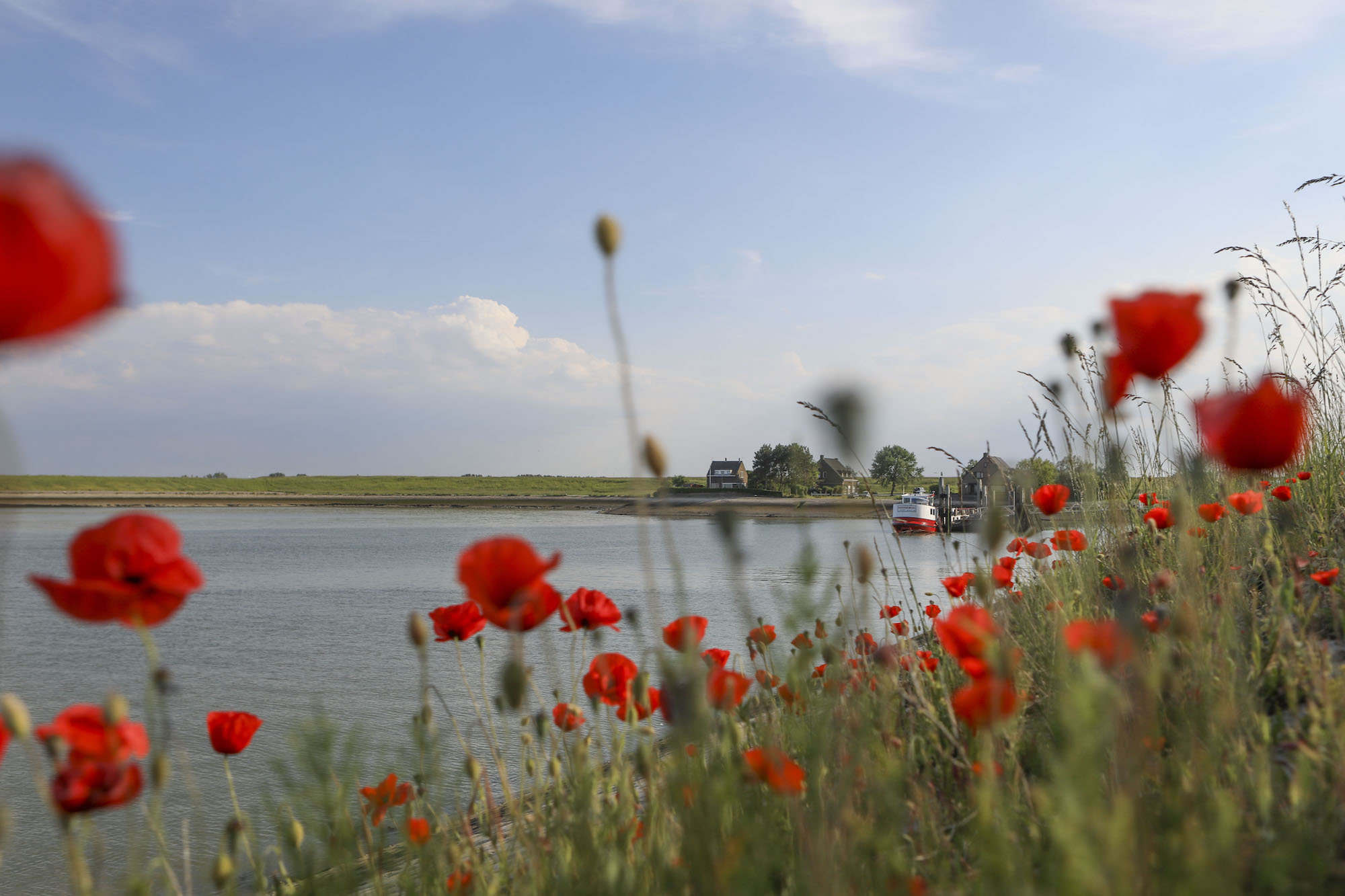 Waterzande Haven Natuur